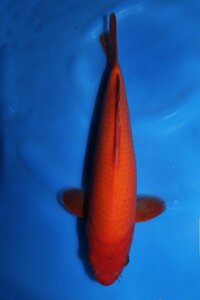 【魚酔#0193】大日養鯉場産 紅鯉 2022年生 29cm