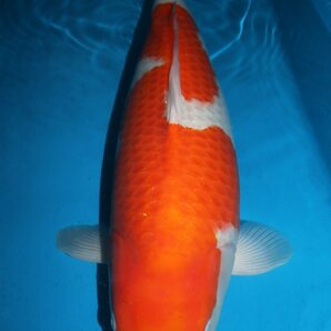 【魚酔#MSP-1】３月ラスト！御三家スペシャル！ 大日養鯉場産 紅白 2022年産 62cm メスの画像6