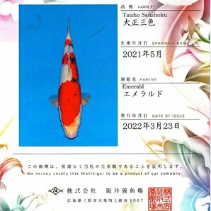 【魚酔#MSP-3】【生産証明書付き】３月ラスト！御三家スペシャル！ 阪井養魚場産 大正三色 親鯉=エメラルド 2021年産 68cm メスの画像9