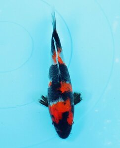 【魚酔#0224】ガタイの良い鯉です！ 面迫養鯉場産 昭和三色 2023年生 20cm