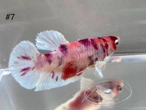 #7 熱帯魚　ベタ　ダンボ　コイキャンディ【メス抱卵中 1個】