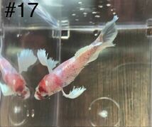 #17 熱帯魚　ベタ　ダンボ　コイ【メス抱卵中 1個】_画像7