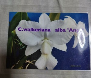 洋蘭 原種 カトレア　 C. walkeriana alba 'Ange' OG
