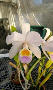 洋蘭 原種 カトレア C. trianae 'Pink gem'