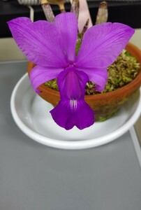 洋蘭 原種 カトレア C.walkeriana flamea 'divina'