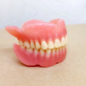 送料込み 上下総義歯 歯科 総義歯 サンプル 見本 入れ歯 フルデンチャー 歯科技工 歯科 技工の画像1