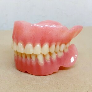 送料込み 上下総義歯 歯科 総義歯 サンプル 見本 入れ歯 フルデンチャー 歯科技工 歯科 技工の画像2