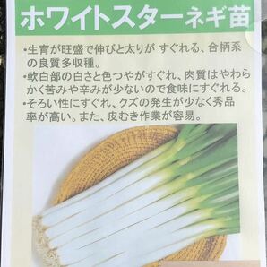 ネギ苗 長ねぎ 200本 ホワイトスター ④の画像3