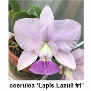 洋蘭原種 C. walkeriana coerulea 'Lapis Lazuli #1' OG　AM/ACWJ　大株開花サイズ