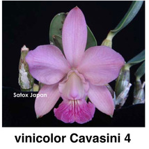 洋蘭原種　 C. walkeriana vinicolor ' Cavasini ４ '　OG 大株開花サイズ_画像1