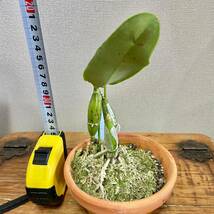 洋蘭原種　 C. walkeriana vinicolor ' Cavasini ４ '　OG 大株開花サイズ_画像5