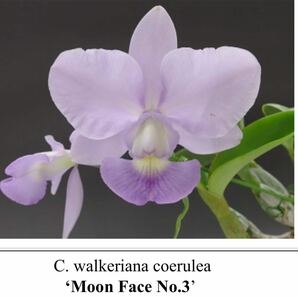 洋蘭原種 C. walkeriana coerulea 'Moon Face No.3' OG AM/ACWJ セルレア大輪整形花 大株開花サイズの画像1