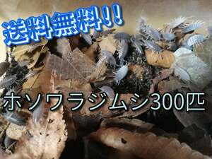 【餌用】ホソワラジムシ300匹！(＋死着保障１割＝330匹) 小型爬虫類・両生類・昆虫類の餌にどうぞ！ 