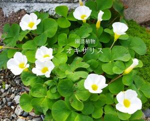  oxalis ( pulling out seedling )