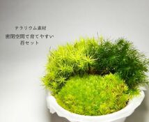 密閉空間で育てやすい苔セット（３種）　パルダリウム、ビバリウム、苔テラリウム等_画像1