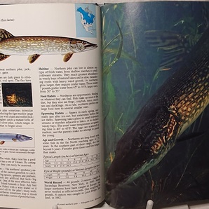 洋書 淡水釣魚図鑑 アメリカ フィッシング 淡水魚の画像5