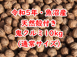 令和5年★新潟・魚沼産★天然殻付き鬼クルミ★10kg★通常サイズ★国産鬼胡桃