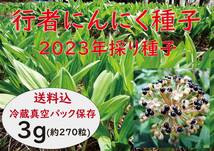 行者にんにく 2023年採り種3.0g(約270粒) お試し栽培 【精選種子】 a_画像1