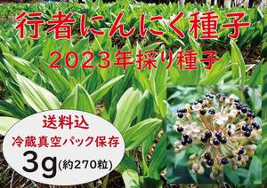 行者にんにく 2023年採り種3.0g(約270粒) お試し栽培 【精選種子】 a