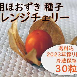 食用ほおずき「オレンジチェリー」種子30粒 ワンコイン500円 aの画像1