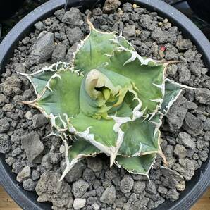 Agave Titanota 大白鯊 アガベ チタノタ ホホジロザメ LIZE血統 子株 発根済 検)悪魔スパチタ清櫻cjspecialの画像3