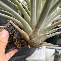 ブロメリア　コレクション　Tillandsia flagellata エクアドル産　赤花　限定1つ_画像4