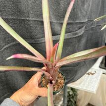 ブロメリア　コレクション　Neoregelia bahiana pabstiana_画像2