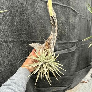 ブロメリア　コレクション　Tillandsia harrisii Special Compacta Hard Leaf 激レア　限定1つ