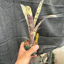 ブロメリア　コレクション　Billbergia Casa Blanca_画像5