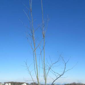 ◇自然風のお庭に♪『落葉樹』◇人気◇アオハダ◇２４０ｃｍ◇本株立ち◇の画像3