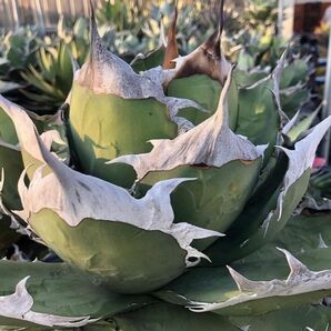 【F7750】【台湾産！超希少チタノタ】 アガベ チタノタ 巨獣 Agave titanota ' 巨獣 '（ ハデス シーザー チタノタ ）の画像1