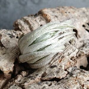 【T02】SS級！ブラジル産 山採り極上株！！チランジア カルミネア Tillandsia carminea エアプランツ