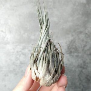 【T25】SS級！ブラジル産 山採り極上株！！チランジア カウツキー Tillandsia kautskyi エアプランツ