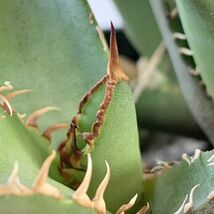 【F7705】【SS級極上血統！胴切り超希少子株！】オアハカ 産 アガベ オテロイ agave oteroi Oaxaca ( チタノタ ゴジラ 悪魔くん バケモノ_画像4