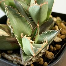 【F7705】【SS級極上血統！胴切り超希少子株！】オアハカ 産 アガベ オテロイ agave oteroi Oaxaca ( チタノタ ゴジラ 悪魔くん バケモノ_画像3