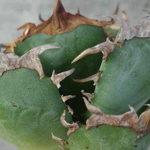 【F7827】S級極上選抜株！Agave Titanota ITALIY イタリア産極上選抜株！！ アガベ チタノタの画像9