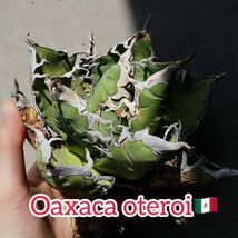 【F7711】【SS級極上血統！胴切り超希少子株！】オアハカ 産 アガベ オテロイ agave oteroi Oaxaca ( チタノタ ゴジラ 悪魔くん バケモノ_画像1