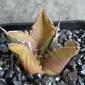 【F7696】SS級極上株！！【台湾産！超希少チタノタ】 アガベ チタノタ 巨獣 Agave titanota ' 巨獣 '（ ハデス シーザー チタノタ ）の画像3