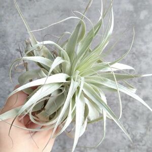 【T98】在庫ラスト株！！SS級！ブラジル産 山採り極上株！！チランジア ガルドネリー SP Tillandsia gardneri SP エアプランツ