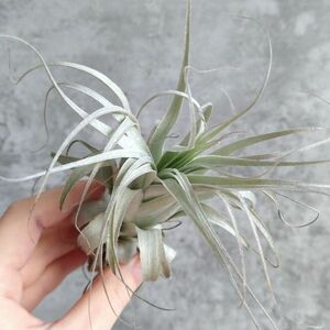 【T99】在庫ラスト株！！SS級！ブラジル産 山採り極上株！！チランジア ガルドネリー SP Tillandsia gardneri SP エアプランツ