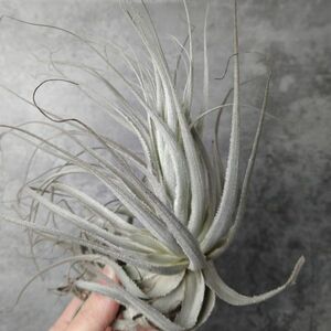 【T51】在庫ラスト株！！SS級！ブラジル産 山採り極上株！！チランジア ガルドネリー ルピコラ Tillandsia gardneri var. rupicola