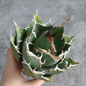 【IR2277】【SS級極上血統！イラン産！アガベ チタノタ タランチュラ】Agave titanota ' Tarantula '