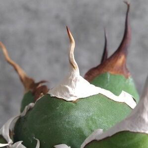 【IR2277】【SS級極上血統！イラン産！アガベ チタノタ タランチュラ】Agave titanota ' Tarantula 'の画像9