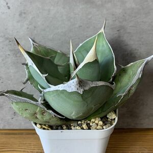 【F7905】【SS級極上！！超希少個体】オアハカ 産 アガベ オテロイ agave oteroi Oaxaca ( チタノタ ゴジラ 悪魔くん バケモノ )