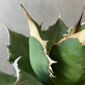 【F7908】【SS級極上！！超希少個体】オアハカ 産 アガベ オテロイ agave oteroi Oaxaca ( チタノタ ゴジラ 悪魔くん バケモノ )の画像8