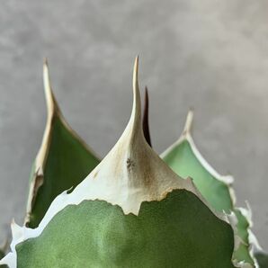 【F7908】【SS級極上！！超希少個体】オアハカ 産 アガベ オテロイ agave oteroi Oaxaca ( チタノタ ゴジラ 悪魔くん バケモノ )の画像5