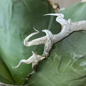 【F7909】【SS級極上！！超希少個体】オアハカ 産 アガベ オテロイ agave oteroi Oaxaca ( チタノタ ゴジラ 悪魔くん バケモノ )の画像7