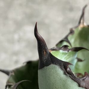 【NN971】【SS級ボールタイプ！極上血統株！】アガベ チタノタ ブラックアンドブルー BB Agave titanota 'BB'の画像6