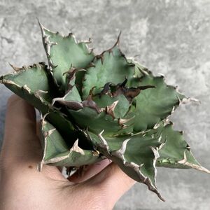 【NN1001】S級極上！！ 【超希少品種！】アガベ チタノタ バラクーダ Agave titanota”barracuda”