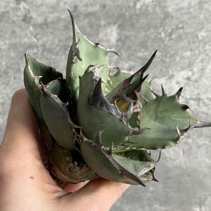 【NN963】SS級極上 大株！！【超希少 チタノタ】 アガベ チタノタ 『 阿修羅 』 Agave titanota ' ASHURA 'の画像1